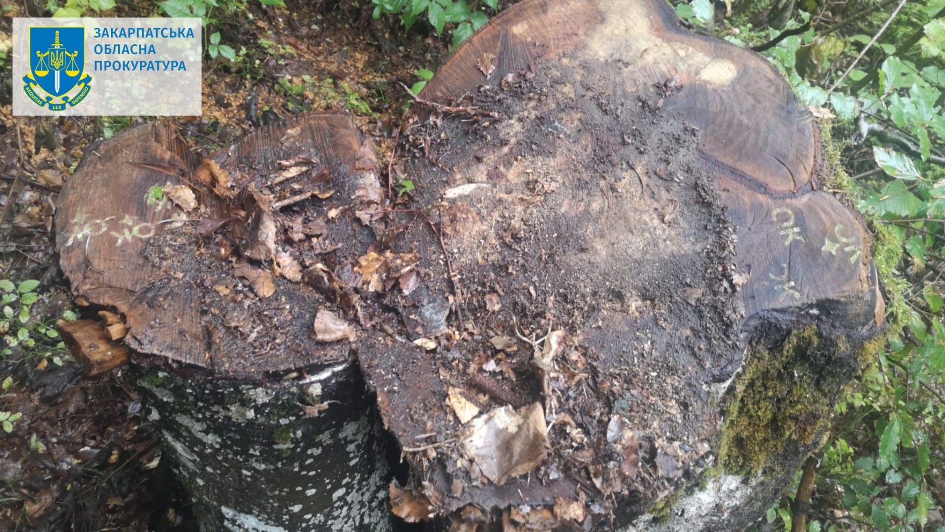 330962591_878348880153323_2714576694940099643_n