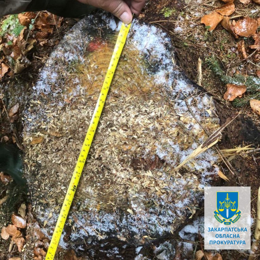 вирубка Ужанський НПП