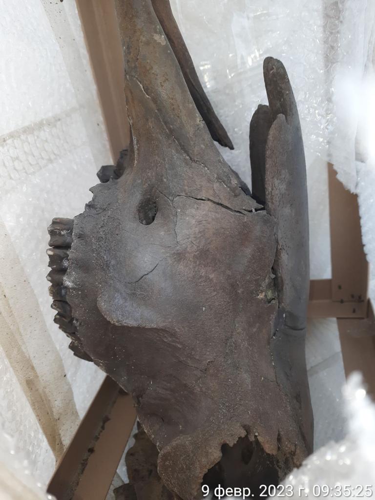 кордон, кістки бізонів