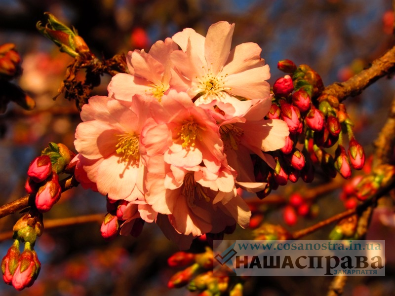 Шалена сакура Мукачево 2023