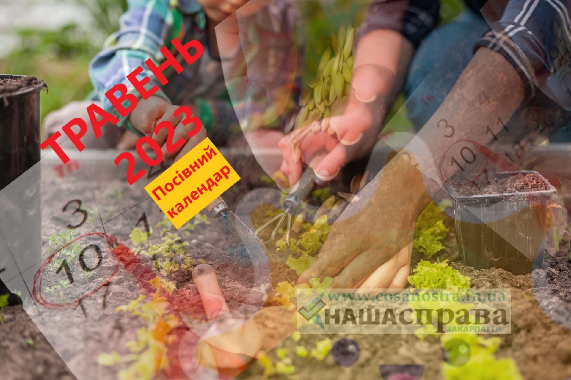 Посівний календар на травень 2023: що і коли варто сіяти та висаджувати ...
